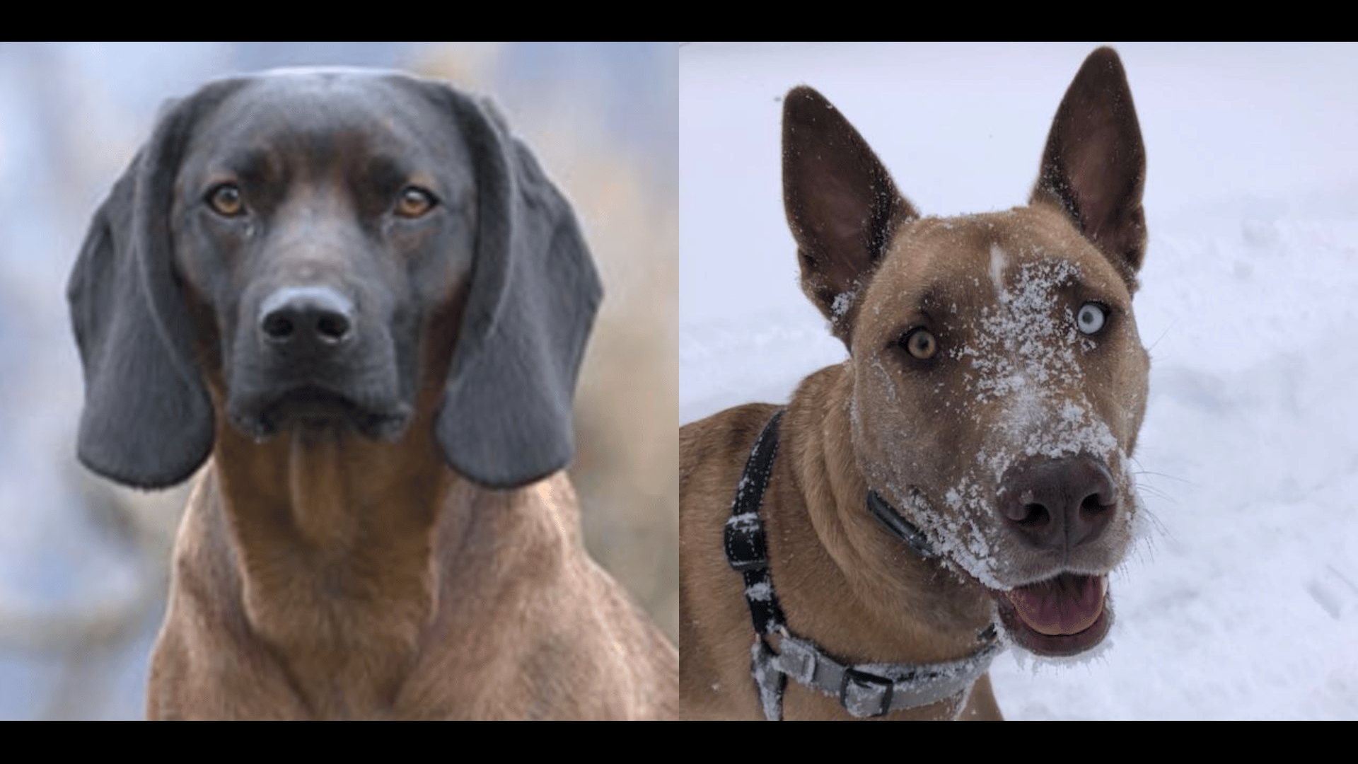 Hound-Dog-and-Bowie.png
